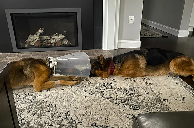 Mittelwest Guide To German Shepherd Ear Infection Signs & Vet Care