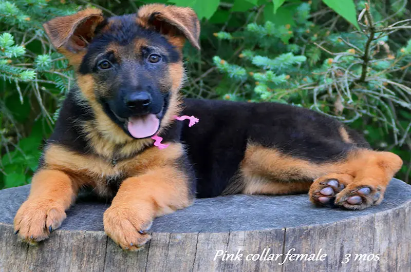 German Shepherd Ears: When They Stand Up & Why They Flop