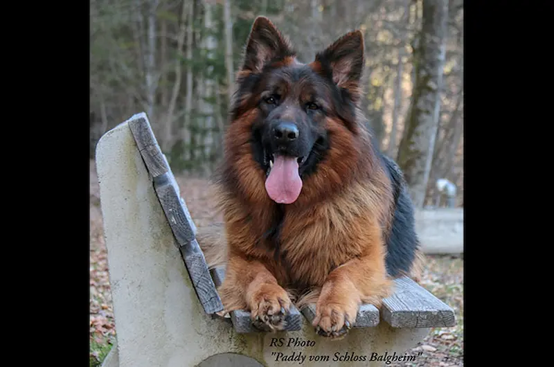 Mittelwest Guide To German Shepherd Skin Issues & Coat Health Care