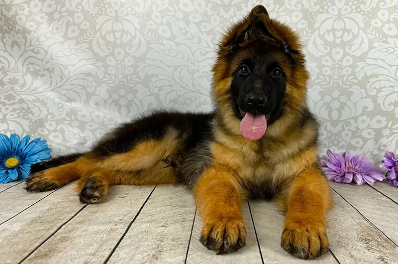 Mittelwest’s Safe German Shepherd Ear Cleaning Guide For New Owners