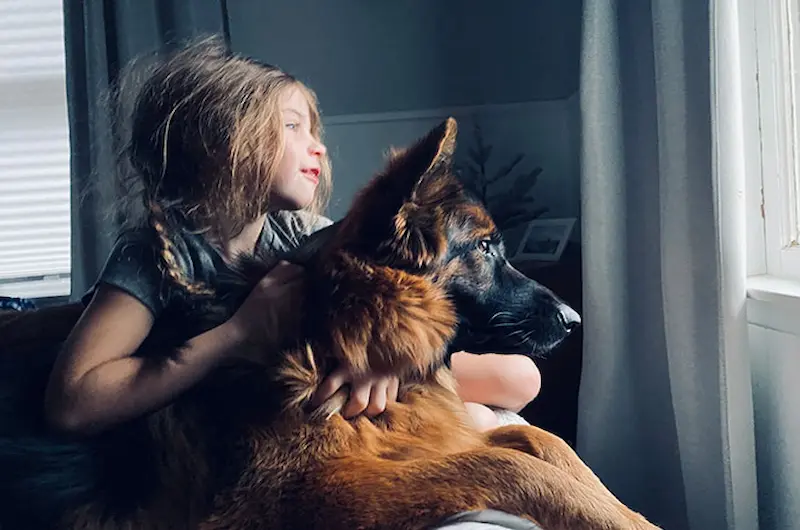 Protect Your German Shepherd’s Skin & Coat Before Problems Start Today