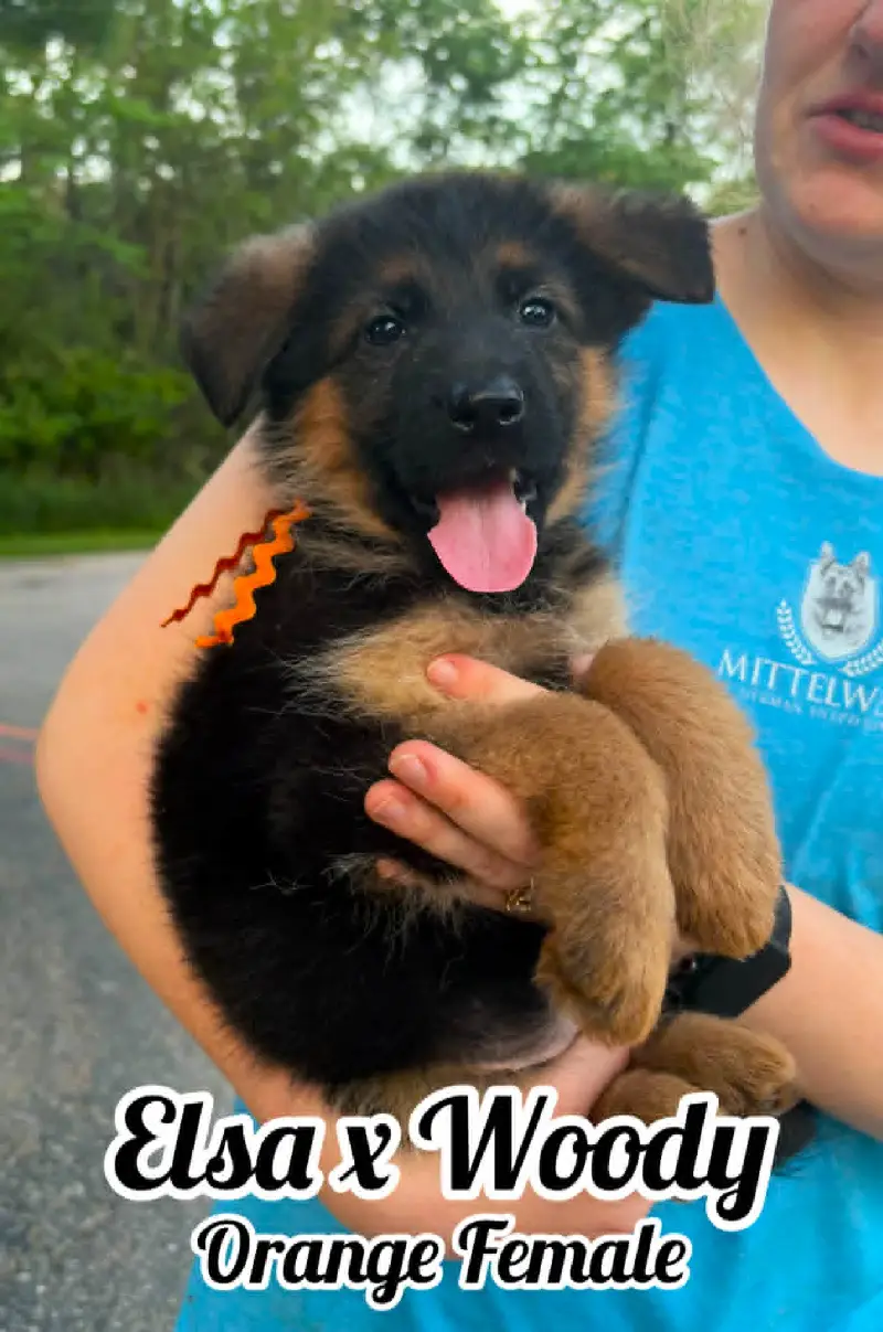 Woody & Elsa - 8 & 1/2 Week Orange Collar Female