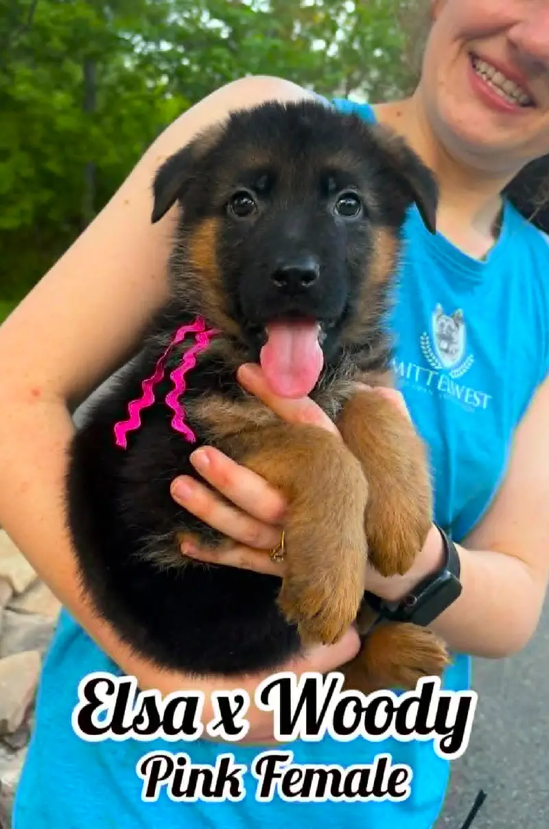 Woody & Elsa - 8 & 1/2 Week Pink Collar Female