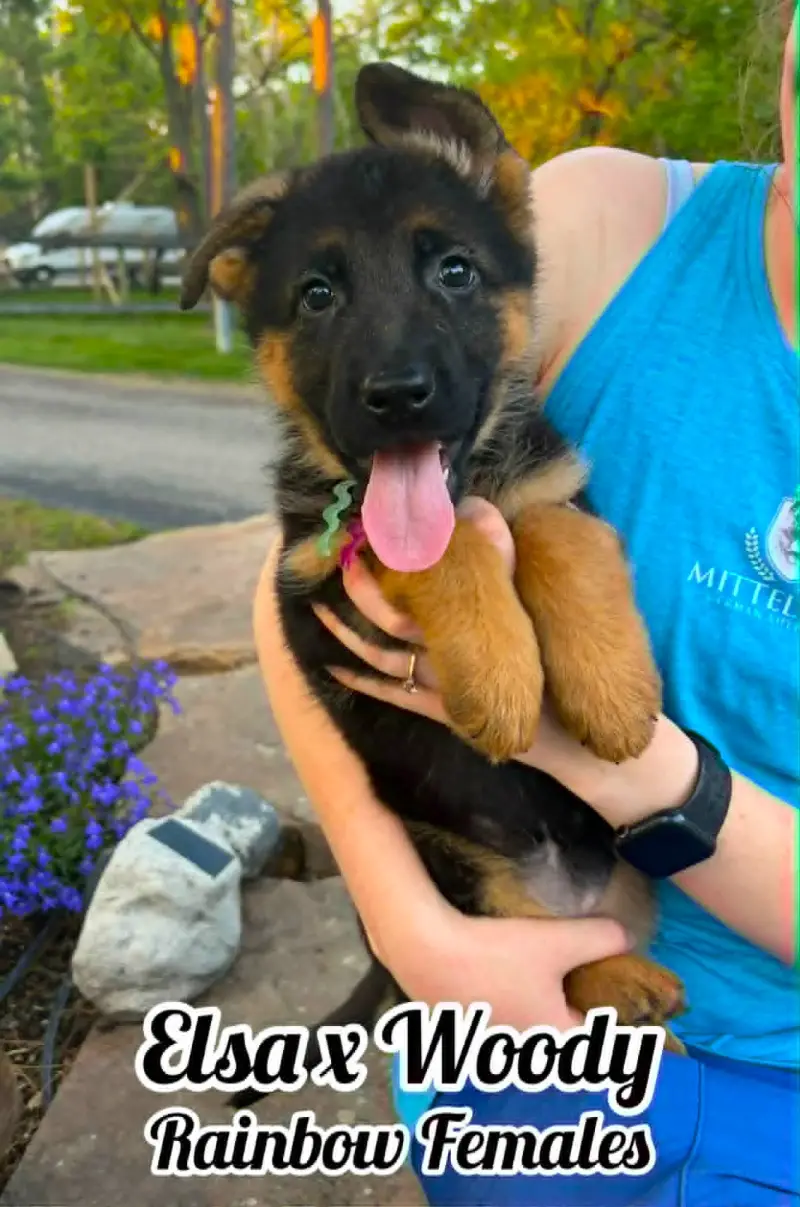 Woody & Elsa - 8 & 1/2 Week Rainbow Collar Female