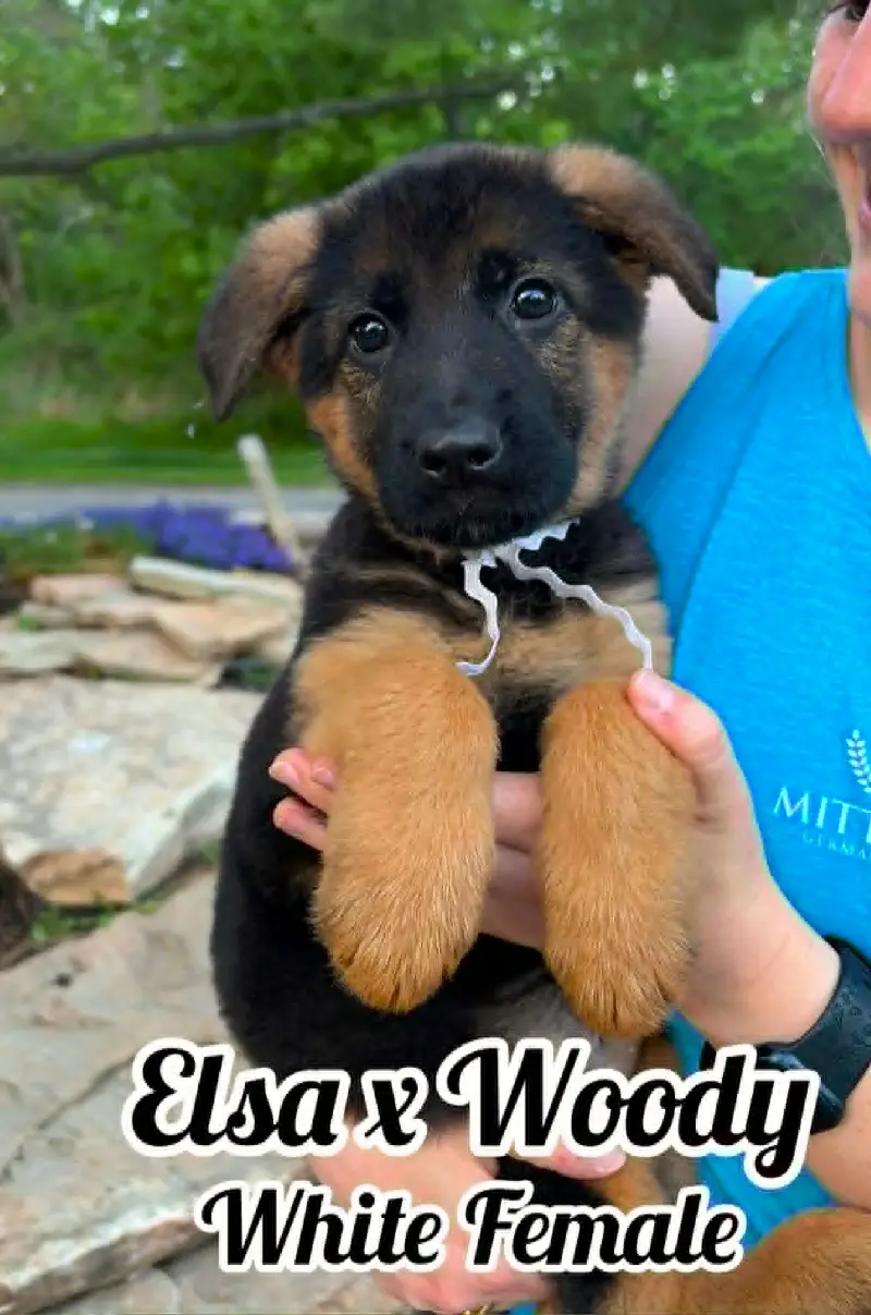Woody & Elsa - 8 & 1/2 Week White Collar Female