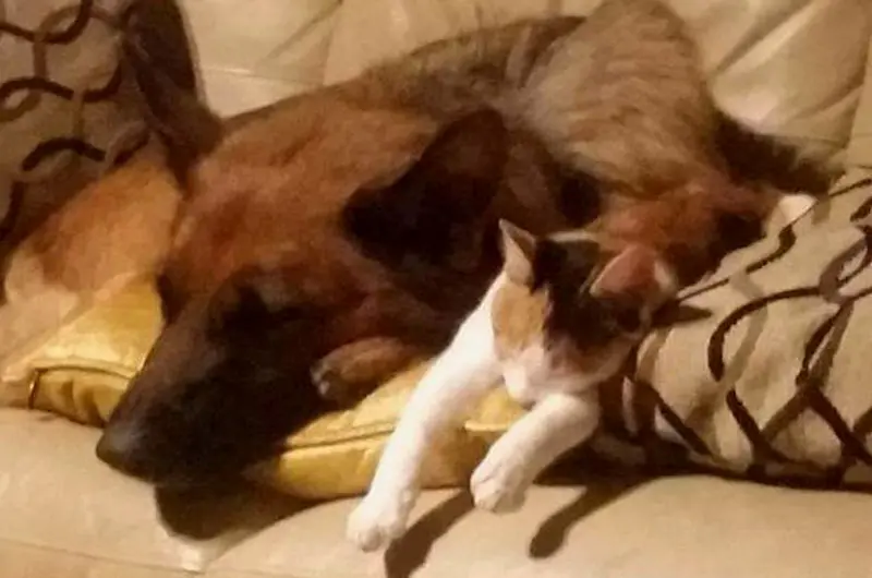 Can German Shepherds & Cats Live Together? Facts First