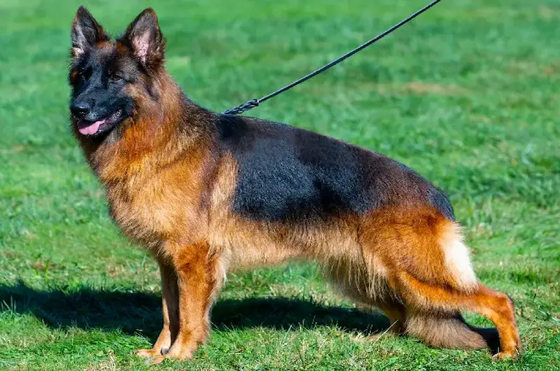 German Shepherd Grooming Tips For A Healthy Double Coat
