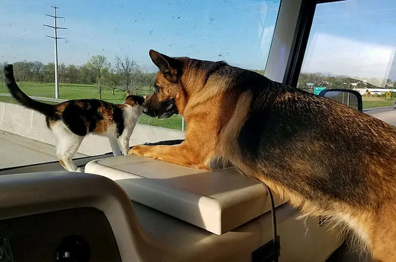 Help Your German Shepherd & Cat Live Together Safely At Home
