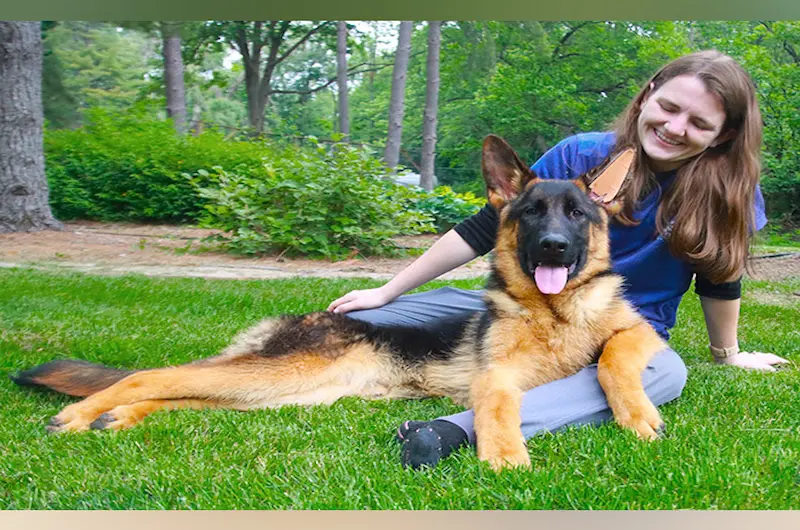 Help Your Itchy German Shepherd Feel Better Safely