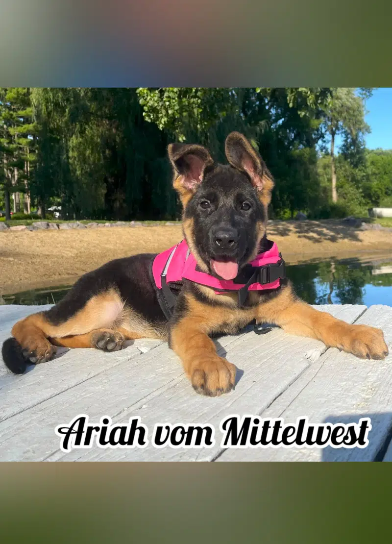 mittelwest-adult-female-ariah-vom-mittelwest-2