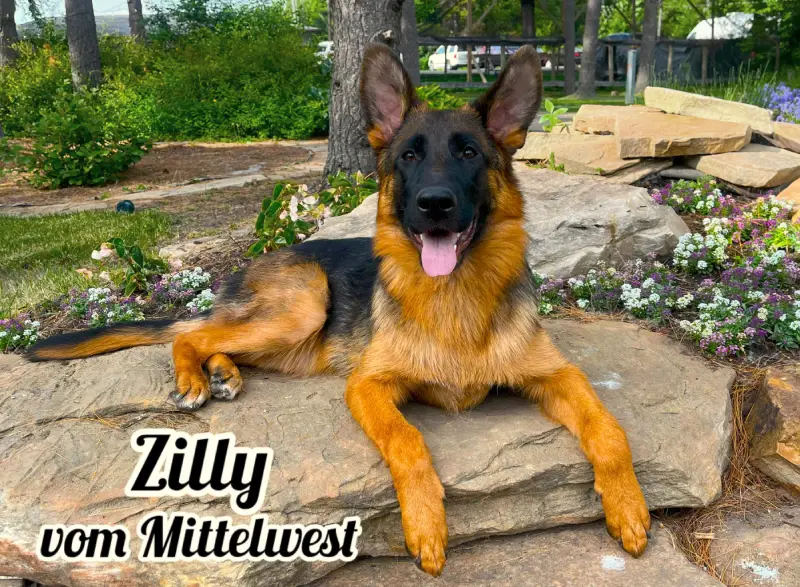 Mittelwest Adult Female - Zilly vom Mittelwest