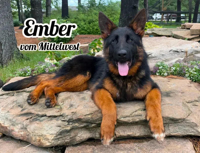 Mittelwest Trained Female German Shepherd Ember vom Mittelwest Mittelwest Trained Female German Shepherd Ember vom Mittelwest
