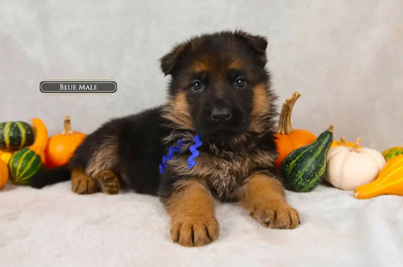 My German Shepherd Won’t Eat. Should I Be Worried?
