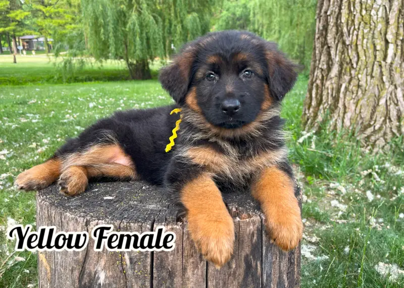 Paddy & Sunny - 8 Weeks Yellow Collar Female