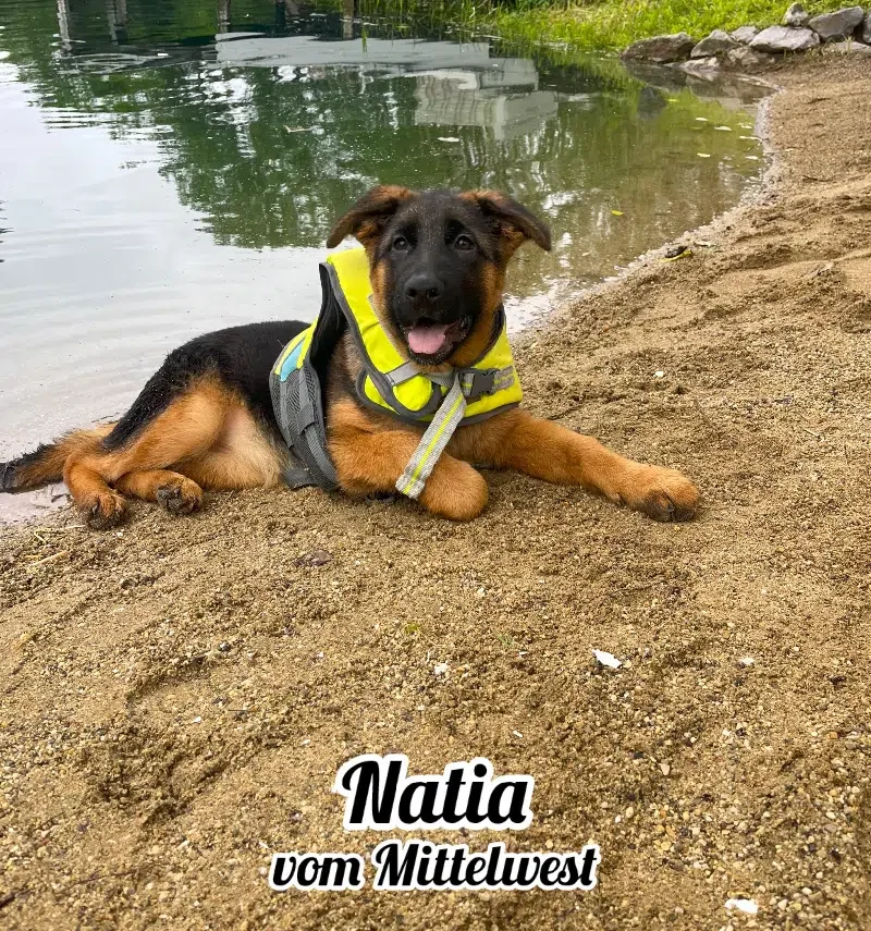 Piper Female Litter - Natia vom Mittelwest Beach Time