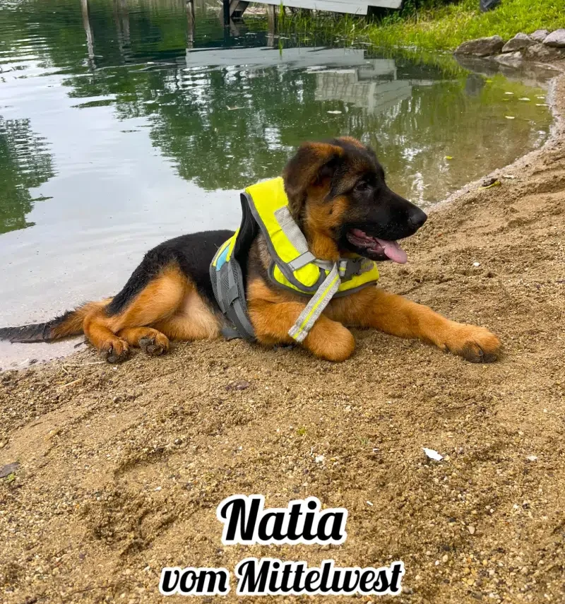 Piper Female Litter - Natia vom Mittelwest Beach Time
