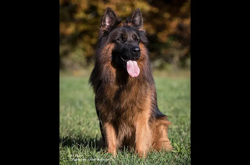 Compare German Shepherd Coats With Mittelwest German Shepherds
