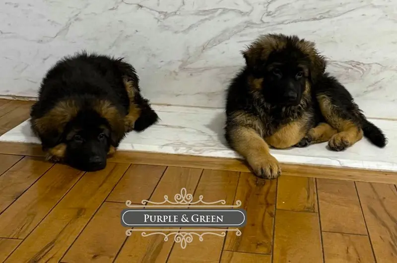 Do German Shepherd Puppies Have Big Paws? Growth Explained