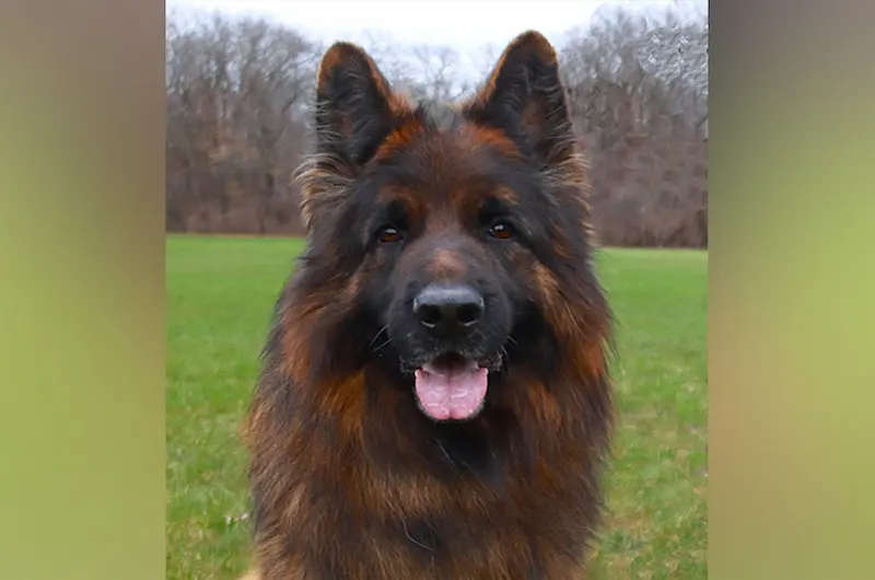 German Shepherd Nose Bumps: Causes, Symptoms & Treatment