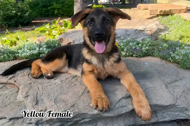 Get Nail Care Guidance From Mittelwest German Shepherds