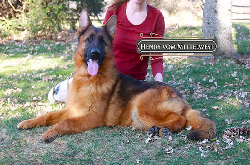 How to Cut German Shepherd Nails Safely: Step-by-Step Guide