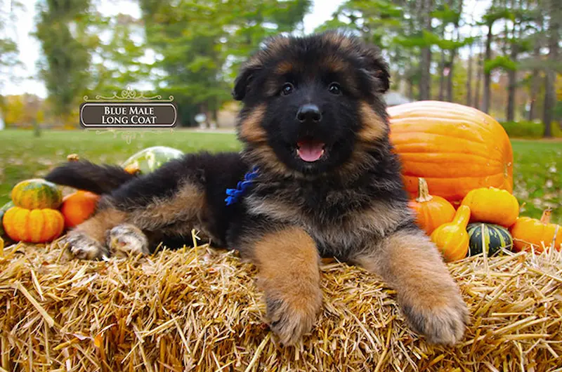 Learn About Big Puppy Paws With Mittelwest German Shepherds
