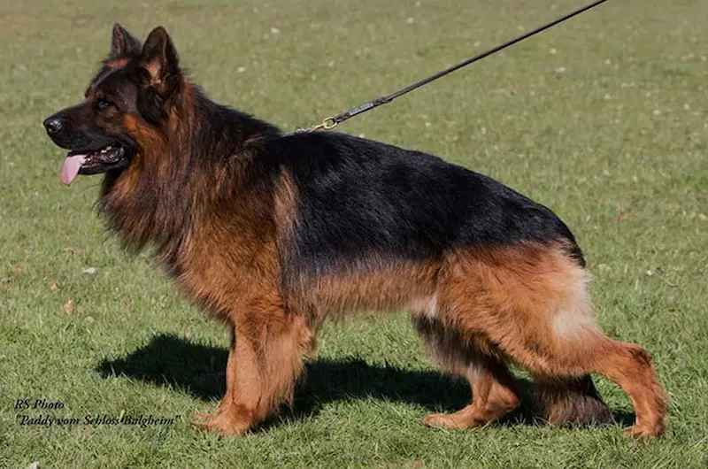 Long Hair Vs Standard German Shepherd: Key Differences