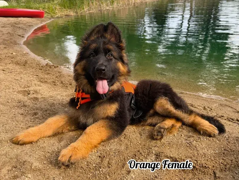 Xavi & Tiffany - 10 Weeks Orange Collar Female