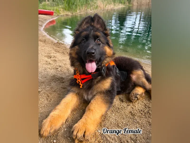Xavi & Tiffany - 10 Weeks Orange Collar Female