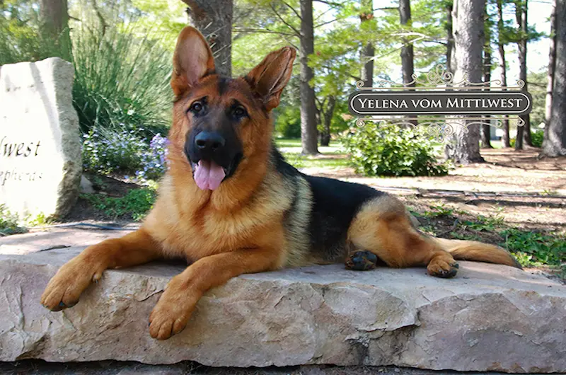 Skinny German Shepherd? Contact Mittelwest German Shepherds.