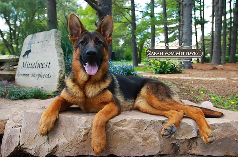 Skinny German Shepherd: Is Your Female Dog Underweight?