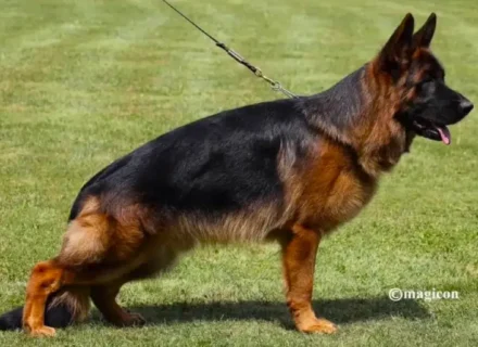 VA Re della Valcuvia IGP3, KKL (Germany) - Mittelwest Champion Stud