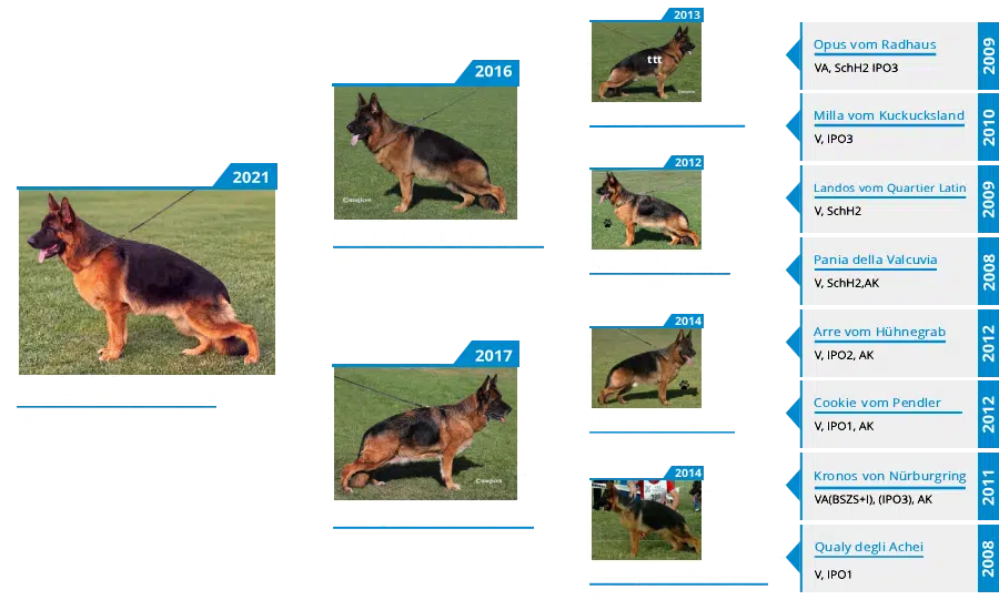 VA1 Mister della Valcuvia IGP2, KKL, Lbz Pedigree