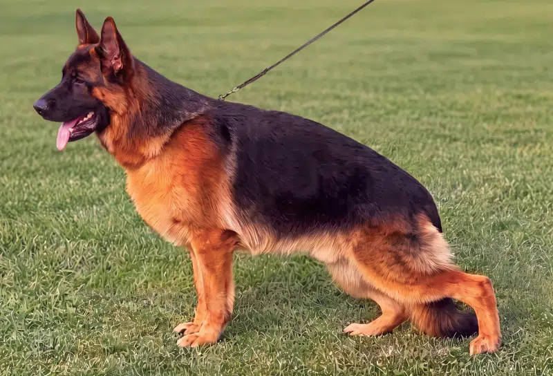 VA1 Mister della Valcuvia IGP2, KKL, Lbz - Mittelwest Champion Stud