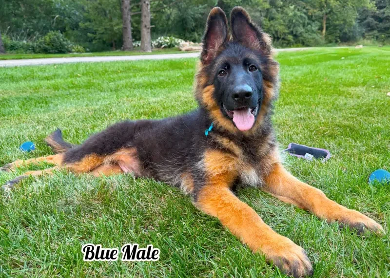 Xavi & Emma - 4 Months Blue Collar Male