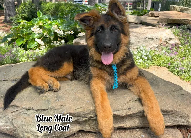 Xavi & Kimber - 4 Months Blue Collar Long Coat Male
