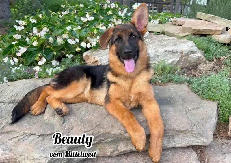 Beauty vom Mittelwest Trained Female German Shepherd