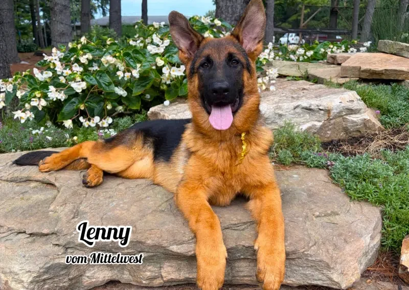 Lenny vom Mittelwest - Trained Female German Shepherd