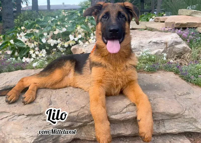 Lilo vom Mittelwest - Trained Female German Shepherd