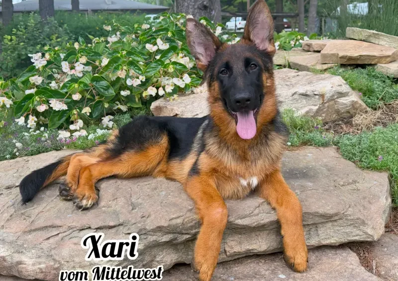 Mittelwest Trained Female German Shepherd - Xari vom Mittelwest